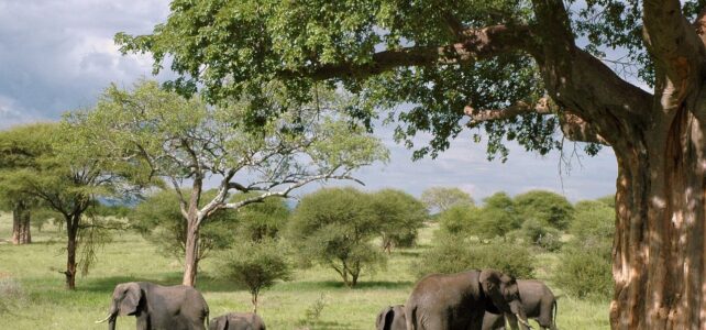 Où se trouve le safari en Tanzanie ?